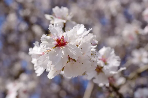Voorjaar bloem — Stockfoto