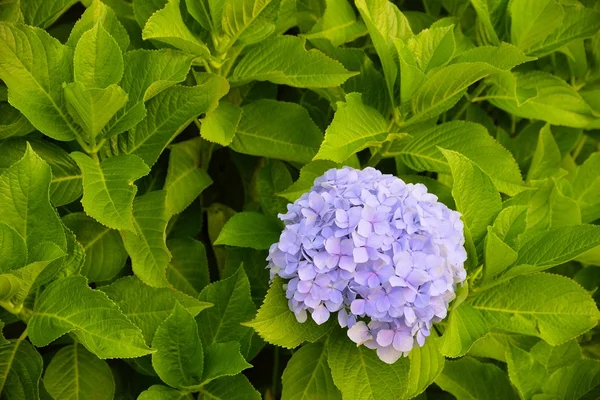 Hortensia plant Stockfoto