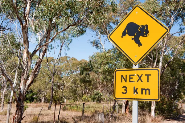 Koala figyelmeztetés — Stock Fotó