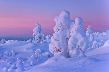 Dağlarda karla kaplı ağaçlar pembe bir sabah, Kola Yarımadası, Rusya
