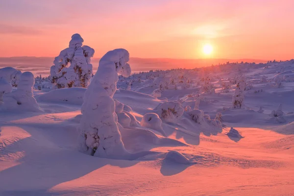 Árboles Cubiertos Nieve Las Montañas Una Mañana Rosada Península Kola — Foto de Stock