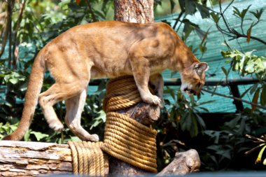 ağacı içinde Avcılık avcı gider.