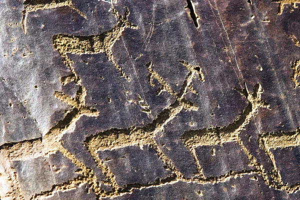 Image herds of deer, embossed on the stone. — Stock Photo, Image