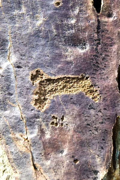 Image de léopard en relief sur la pierre . — Photo