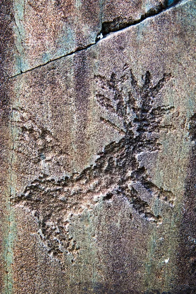 Bild av hjortar, präglad på stenen. Stockbild