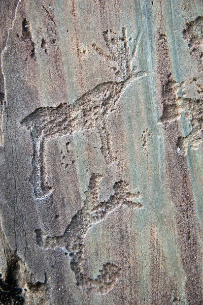 Görüntü leopar av geyik, taş desenli. Telifsiz Stok Imajlar