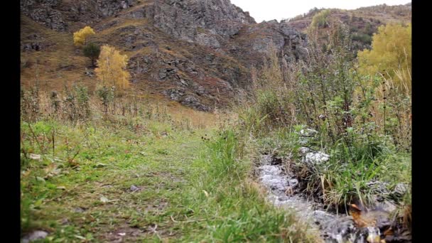 Ein plätschernder Bach in der Taiga. Bergaltai. — Stockvideo