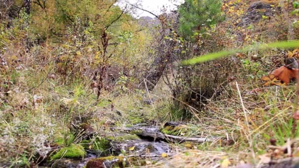 Ein plätschernder Bach in der Taiga. Bergaltai. — Stockvideo