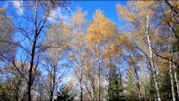 Vy från berget en liten kyrka. belokurikha. berg altai. — Stockvideo