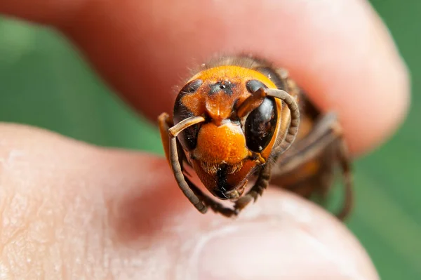 Dead Wasp Closeup Head Asian Giant Hornet Japanese Giant Hornet — Stock Photo, Image