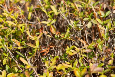 Japonya 'da doudan tsutsuji olarak bilinen Enkianthus perulatus paslı yaprakları, Ericaceae familyasından Japonya' ya özgü bir bitki türü..