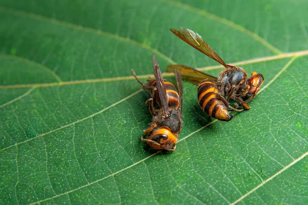 Two Dead Wasps Green Leaves Asian Giant Hornet Japanese Giant — ストック写真