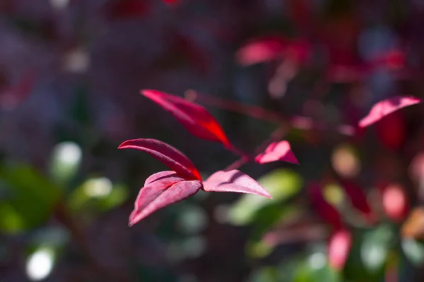 用語事典 盆栽Bonsai学名 Cleyera JaponicaまたはSakakiの赤葉 サカキは神道の神木とされている — ストック写真