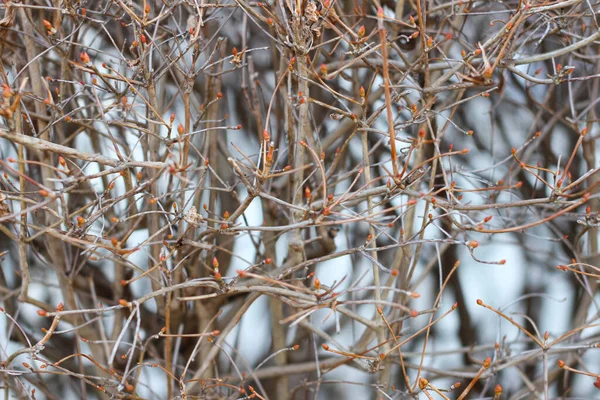 Dry Twigs Enkianthus Perulatus Known Japan Doudan Tsutsuji Species Flowering — Stok fotoğraf