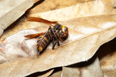 Dead Japanese Giant Hornet Wasp on top of dry leaves.