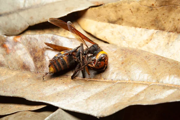 Dead Japanese Giant Hornet Wasp Top Dry Leaves — ストック写真