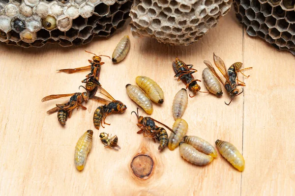 Dead larvae an wasps known as Asian Giant Hornet or Japanese Giant Hornet with comb on wooden table.