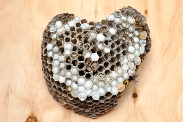 Heart shape comb with larvae of wasps known as Asian Giant Hornet or Japanese Giant Hornet on wooden table in top view.