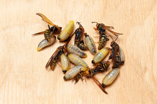 Dead larvae and wasps known as Asian Giant Hornet or Japanese Giant Hornet on wooden table in top view.