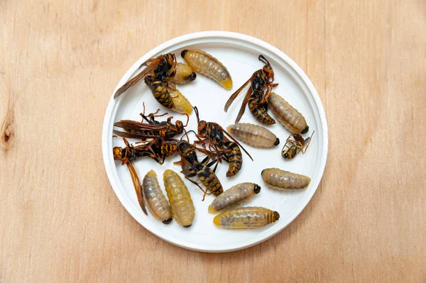 Dead Larvae Wasps Known Asian Giant Hornet Japanese Giant Hornet — Stock fotografie