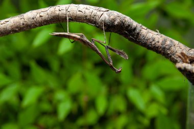 Chinese mantis (Tenodera sinensis) - Praying Mantis on branch. Isolated on green background. Copy space.