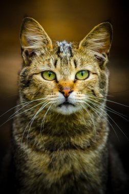 vahşi kedi