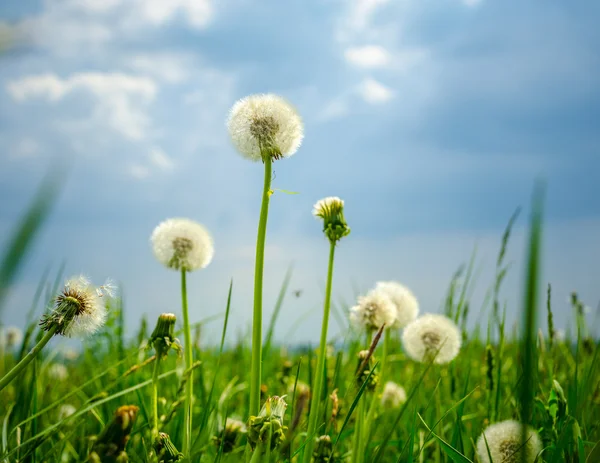 Paardebloem — Stockfoto