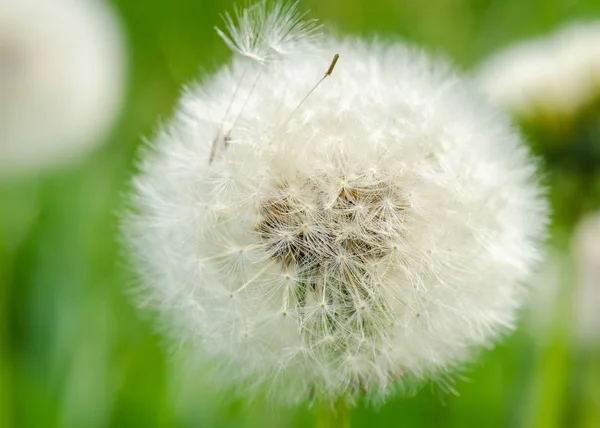 Diente de león — Foto de Stock