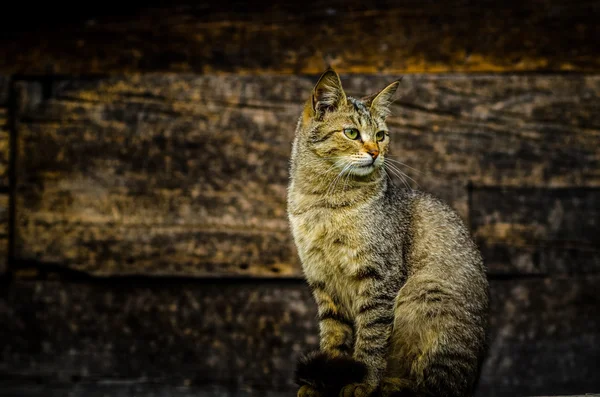 Divoká kočka — Stock fotografie