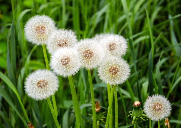 Diente de león — Foto de Stock