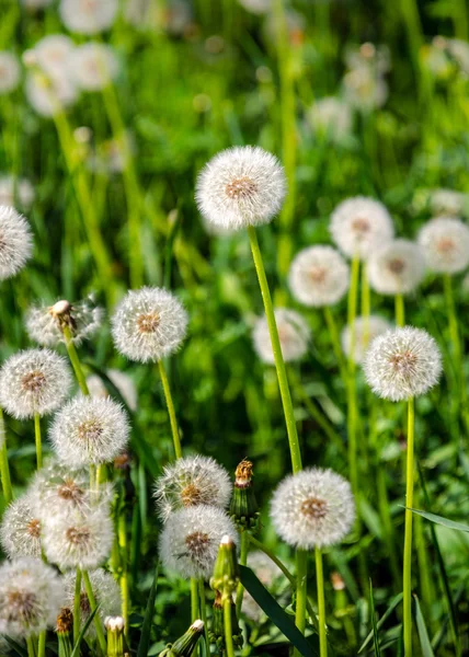 Löwenzahn — Stockfoto