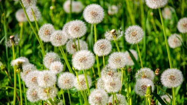 Paardebloem — Stockfoto