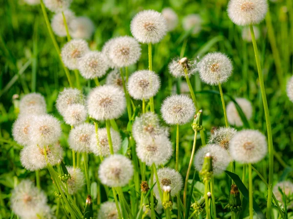 Diente de león — Foto de Stock