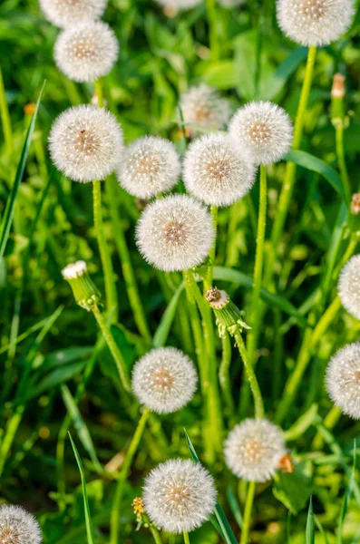 Löwenzahn — Stockfoto