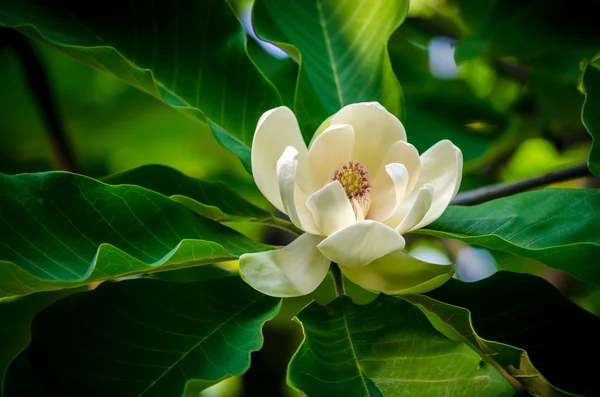 Vårblomma magnolia träd — Stockfoto