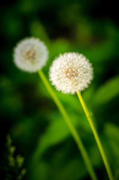 Diente de león — Foto de Stock