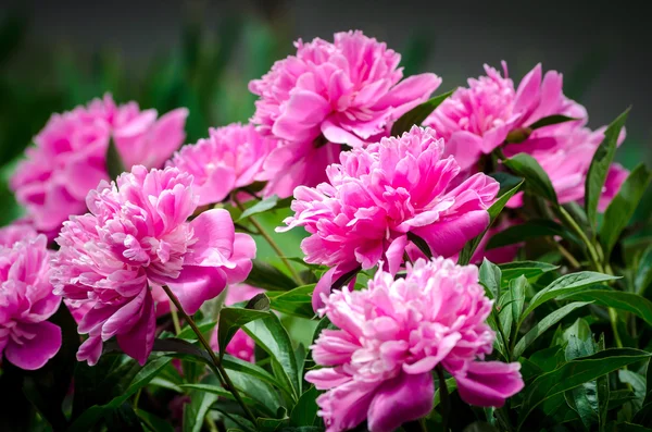 Peônia rosa — Fotografia de Stock