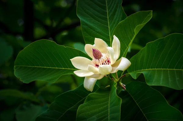 Magnolia άνθος — Φωτογραφία Αρχείου