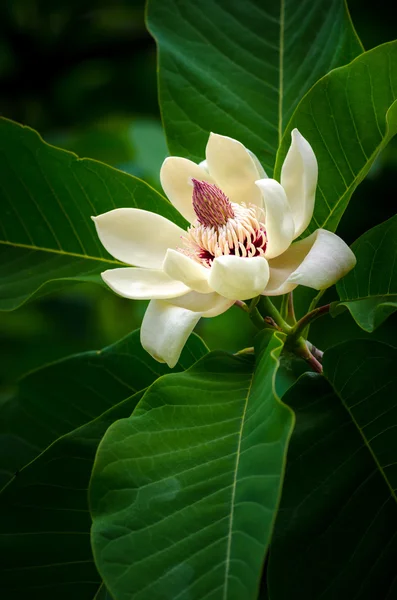 Magnolia blossom — Stockfoto