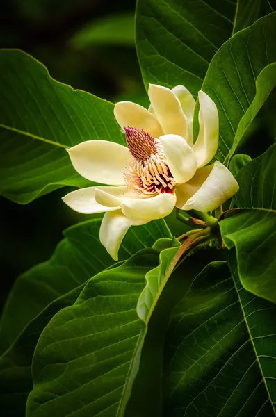 Vit magnolia blossom — Stockfoto