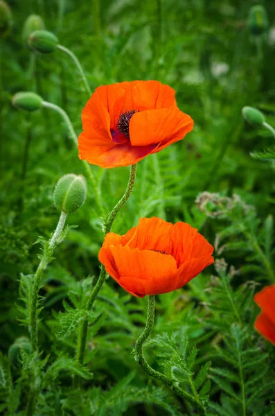 Amapolas rojas — Foto de Stock