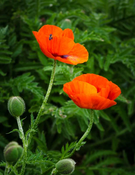 Röd vallmo — Stockfoto