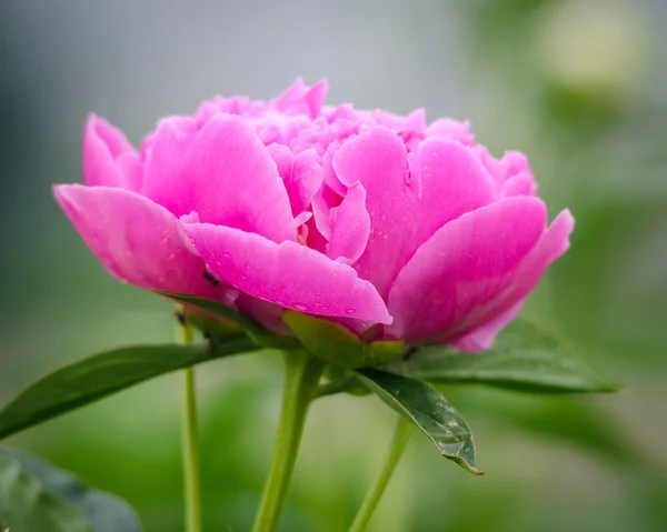 Peônia rosa — Fotografia de Stock