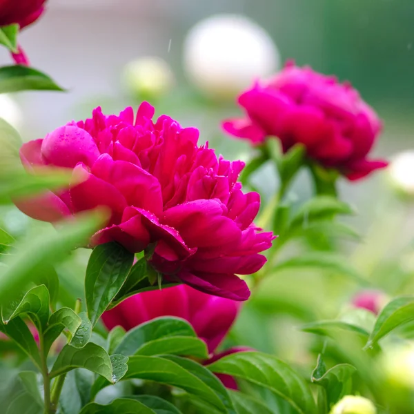 Peony — Stockfoto