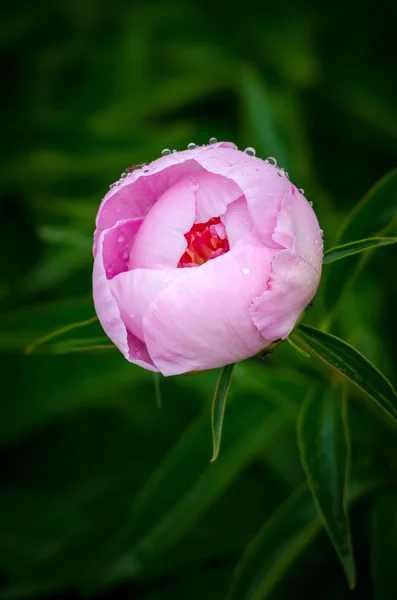 Růžová Pivoňka — Stock fotografie