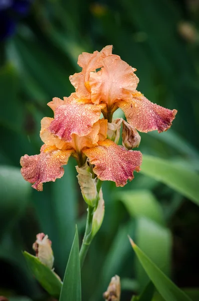 Fiore di iride — Foto Stock