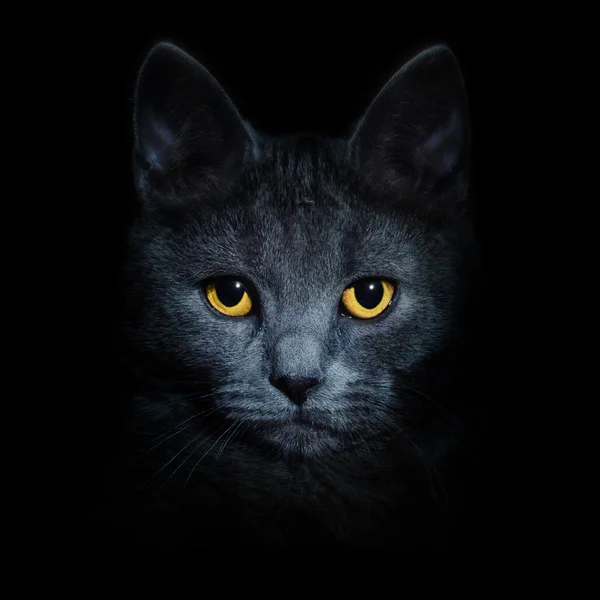 Cat on black background — Stock Photo, Image