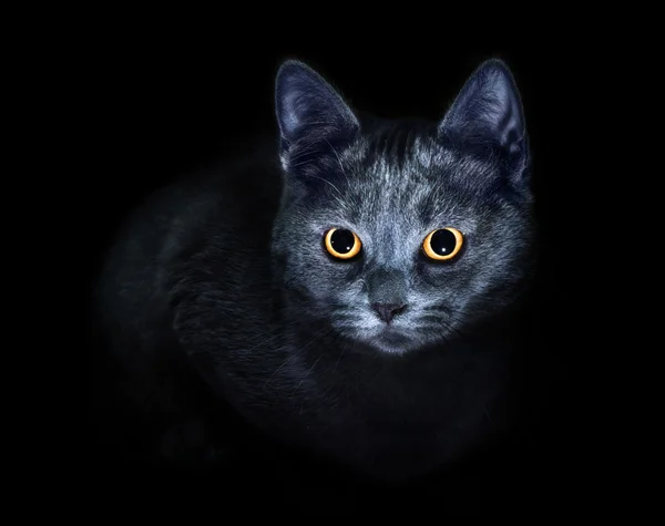 Cat on black background — Stock Photo, Image