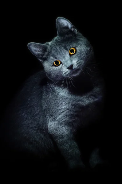 Cat on black background — Stock Photo, Image