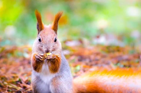 Écureuil mignon — Photo